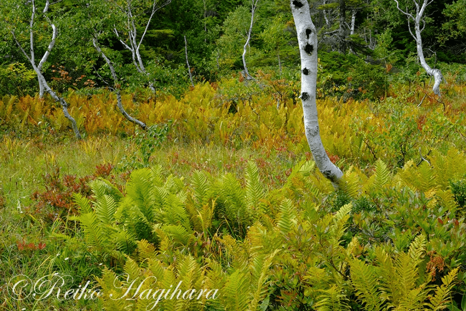 萩原れいこ写真教室2026年9月～11月