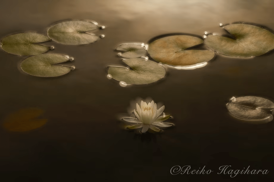 萩原れいこ写真教室2026年10月～バス横付け・楽々ゆったりコース～