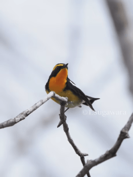 菅原貴徳 野鳥観察を&ldquo;学ぶ&rdquo; セミナー