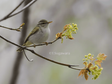 菅原貴徳 野鳥観察を&ldquo;学ぶ&rdquo; セミナー