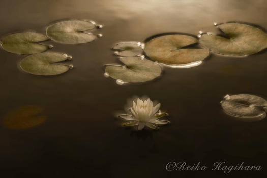 萩原れいこ写真教室2026年10月～バス横付け・楽々ゆったりコース～