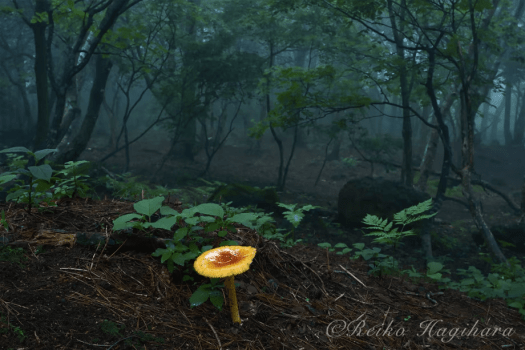 萩原れいこ写真教室2026年9月～11月