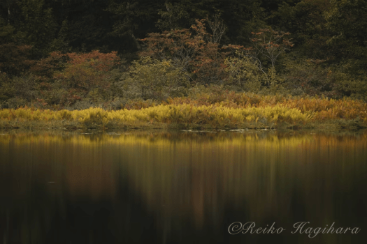 萩原れいこ写真教室2026年10月～バス横付け・楽々ゆったりコース～