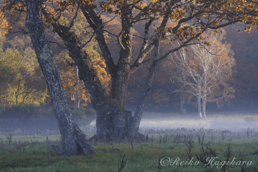 萩原れいこ写真教室2026年10月～バス横付け・楽々ゆったりコース～