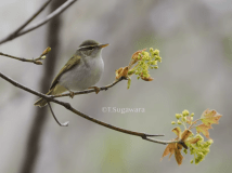 菅原貴徳 野鳥観察を&ldquo;学ぶ&rdquo; セミナー