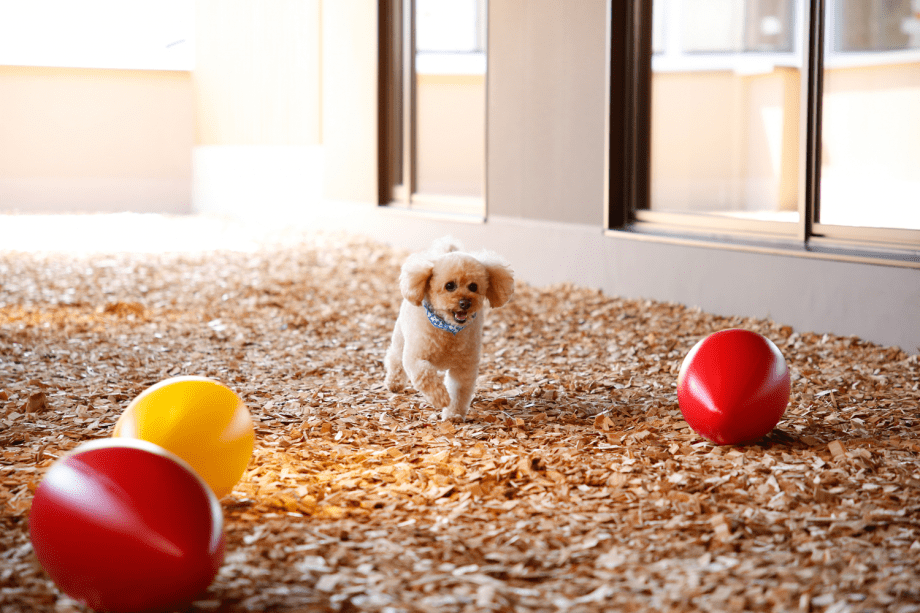 【ドッグフレンドリーフロア】木のチップを敷き詰めたドッグラン