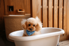 【ドッグフレンドリーフロア】テラスにはワンちゃん用のバスタブもご用意（一例）