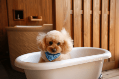 【ドッグフレンドリーフロア】温泉露天風呂テラス付デラックスツイン（一例）