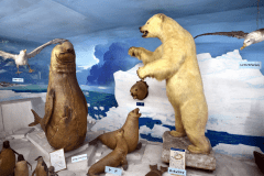 つやま自然のふしぎ館（イメージ）