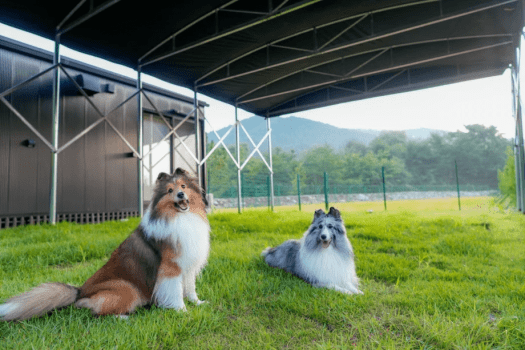 ■マンスリー・ドッグ・セレブレーション■今月のラッキー犬種は&hellip;？「対象犬種＆ミックス犬限定」わんちゃんディナー無料＆フォトブース撮影会！お支払いはピッタリ価格で💫