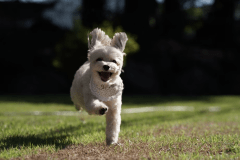 【素泊り】＜welcome dog＞日光の大自然で愛犬と過ごす特別な休日～関東最大級のプライベートドッグヴィラで贅沢なひとときを～