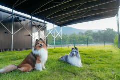 ■マンスリー・ドッグ・セレブレーション■今月のラッキー犬種は&hellip;？「対象犬種＆ミックス犬限定」わんちゃんディナー無料＆フォトブース撮影会！お支払いはピッタリ価格で💫