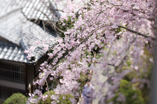 桜に飾れた庭園を散歩