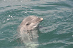 心癒してくれるイルカに会いに行きませんか？