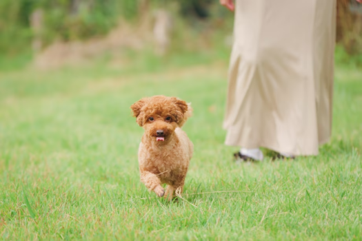 【公式限定！10％OFF🐾】13年目記念♪2食付き愛犬プレミアム会席プラン✨