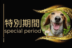 〇【12】【特別期間】豪華絢爛下関ふぐ刺し大皿菊盛りと最高級Ａ5ランク仙台牛しゃぶしゃぶ牛すき食べ放題