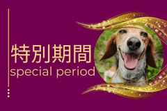 〇【11】【特別期間】最高級Ａ5ランク仙台牛しゃぶしゃぶと牛すきの食べ放題プラン