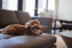 ≪グランデ（タイルフロア）のお部屋≫いつもはお留守番のワンちゃんも・・・今回の旅行はずっと一緒！