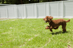 ≪ドッグフレンドリー≫ご主人様と思い切り遊び回れるドッグランでワンちゃんも思い出作り♪