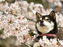 【早咲き河津桜まつり】別邸COCORO◆部屋から見える河津桜を独り占め！ 桜会場近くに駐車場など８大特典★