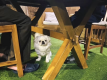 BBQプラン