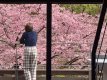 <1泊2食>【河津桜まつり】別邸COCOROのテラスで河津桜を独り占め|会場近くの駐車場貸し出しなど特典付 <1泊2食>【河津桜まつり】別邸COCOROのテラスで河津桜を独り占め|会場近くの駐車場貸し出しなど特典付
