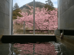 <1泊2食>【河津桜まつり】別邸COCOROのテラスで河津桜を独り占め|会場近くの駐車場貸し出しなど特典付 <1泊2食>【河津桜まつり】別邸COCOROのテラスで河津桜を独り占め|会場近くの駐車場貸し出しなど特典付