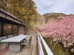<1泊2食>【河津桜まつり】別邸COCOROのテラスで河津桜を独り占め|会場近くの駐車場貸し出しなど特典付 <1泊2食>【河津桜まつり】別邸COCOROのテラスで河津桜を独り占め|会場近くの駐車場貸し出しなど特典付