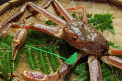 【吟味大蟹】地物タグ付き 活間人蟹 1.0杯｜間人極みカニフルコース