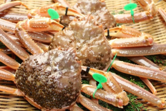 【吟味大蟹】地物タグ付き 活間人蟹 1.5杯｜間人至高カニフルコース