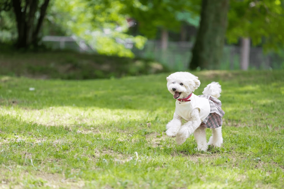 【直前割30%OFF】＜特定日限定＞愛犬と過ごす冬の思い出❄️日本最大級のドッグランをお得に満喫！12月～4月の特別割引【素泊り】