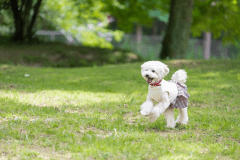 【直前割30%OFF】＜特定日限定＞愛犬と過ごす冬の思い出❄️日本最大級のドッグランをお得に満喫！12月～4月の特別割引【素泊り】