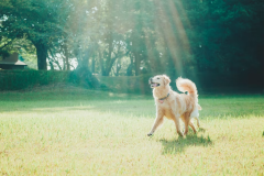【素泊り】《ドッグラン＆プール付き》一日一組限定！ワンちゃんと愛犬家のためのヴィラで特別なひとときを～
