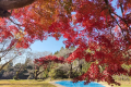 【素泊り】■5名様以上で”1名分無料”■≪グループ＆ファミリー旅プラン≫～紅葉絨毯と星空が彩る、愛犬と過ごす夢のような時間。秋を満喫する贅沢ステイ～＜素泊まり＞