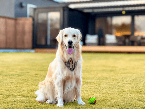 【愛犬同伴可】スイートヴィラ 〈約80㎡ドッグラン・犬用プール付き〉