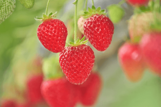 【期間限定/イチゴ狩り付】🍓旬のフレッシュないちごを食べ放題！春の贅沢体験プラン〈選べるお食事〉