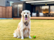 【愛犬同伴可】スイートヴィラ 〈約80㎡ドッグラン・犬用プール付き〉 【愛犬同伴可】スイートヴィラ 〈約80㎡ドッグラン・犬用プール付き〉