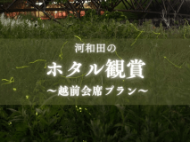 初夏の河和田で幻想的に舞うほたるを鑑賞！リーズナブルな越前会席プランです！