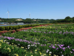 北潟湖畔花菖蒲園では毎年6月ごろに「花菖蒲まつり」が開催されています