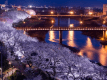 ライトアップされた足羽川の桜並木。夜桜はとても幻想的