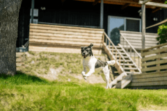 ＜素泊まり＞愛犬との滞在を満喫♪広いドッグラン付きの１棟貸しで快適ステイ
