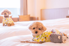 プライベートな空間で、わんちゃんとごゆっくりお寛ぎ頂けます♪