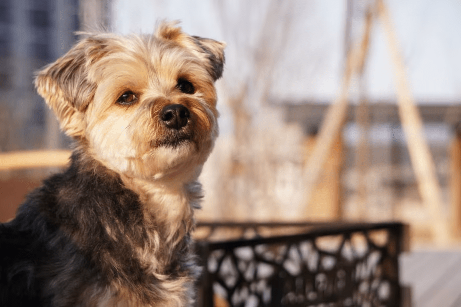 【連泊割り｜キャンセル不可｜犬有り】2泊以上の宿泊がお得★