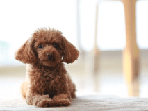 愛犬同伴可能（一部制限あり）