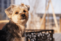 【連泊割り｜キャンセル不可｜犬有り】2泊以上の宿泊がお得★