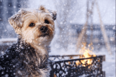 【犬有り】雪景色のFビレッジの夜景と焚火を愛犬と一緒に楽しむ 【犬有り】雪景色のFビレッジの夜景と焚火を愛犬と一緒に楽しむ