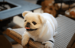 【プレミアドッグスイート・ベース】〜源泉と自然に包まれる、極上のラグジュアリースイート〜