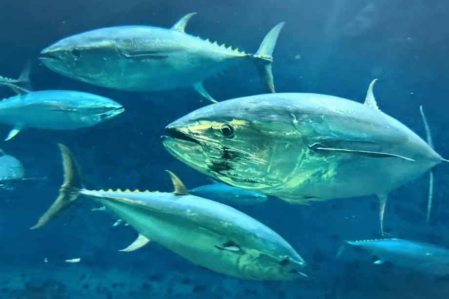 葛西臨海水族園（イメージ）