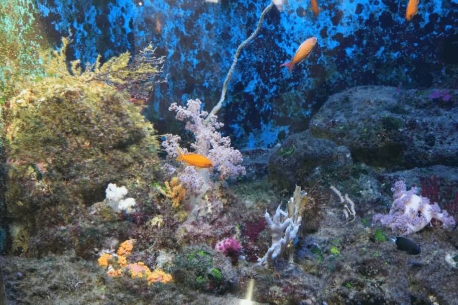 葛西臨海水族園のチケット付プラン