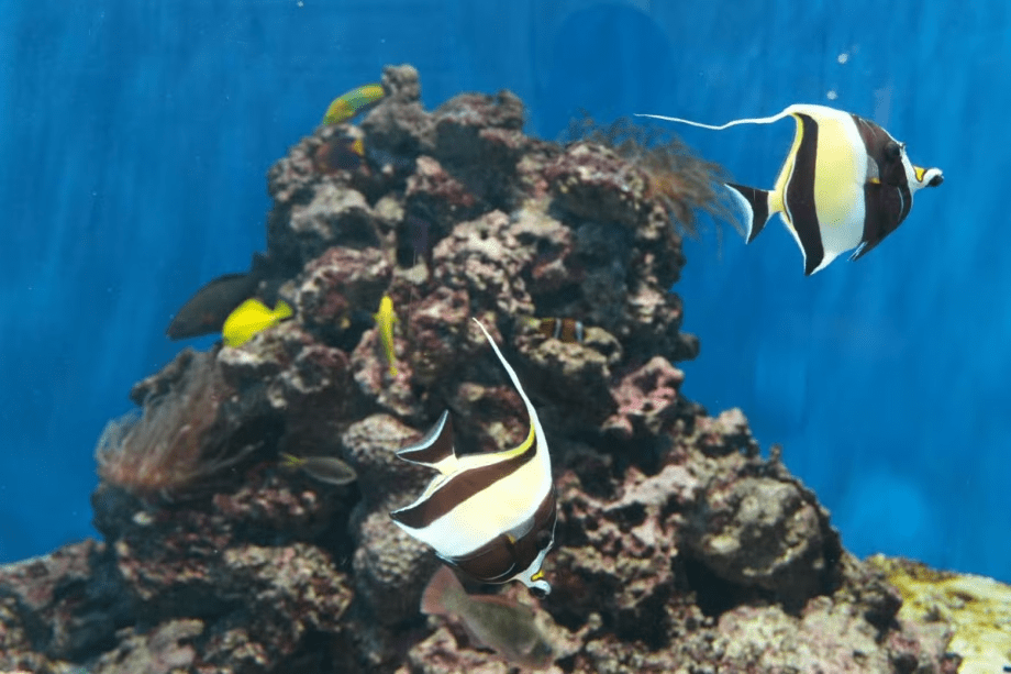 葛西臨海水族園のチケット付プラン